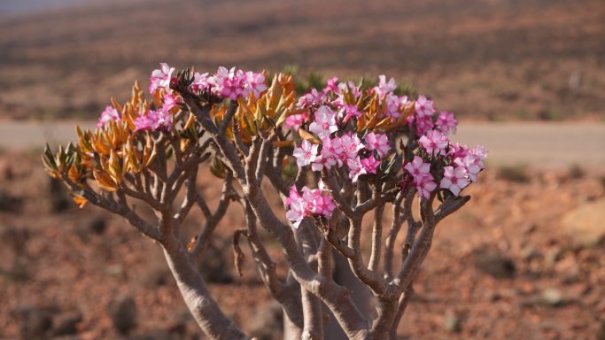 Arbre del cogombre o arbre botella. Socotra
