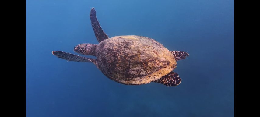 Dihamri Marine Reserve Socotra