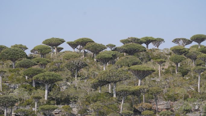 Firmihin Dragon's Blood Tree Forest Socotra