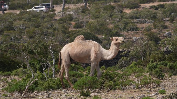 Dromedari Socotra