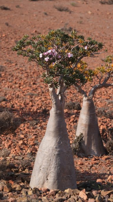 Arbre del cogombre o arbre ampolla Socotra